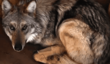 Mexican gray wolf Asha released into wild with mate and puppies