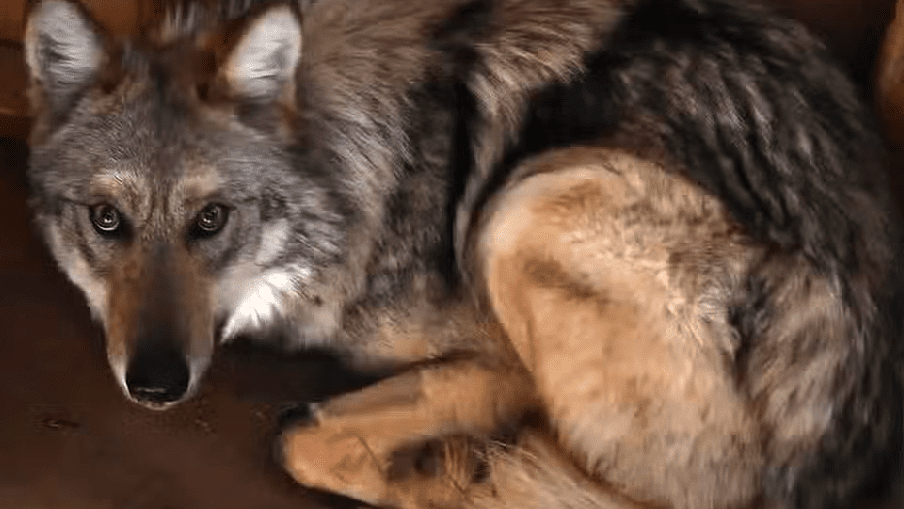 Mexican gray wolf Asha released into wild with mate and puppies