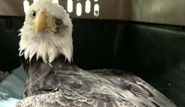 2nd bald eagle dies after fight with young eagle in Bar Harbor