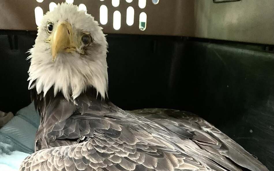 2nd bald eagle dies after fight with young eagle in Bar Harbor