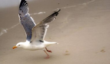 Mysterious illness affecting sea gulls in Southern California – NBC Los Angeles