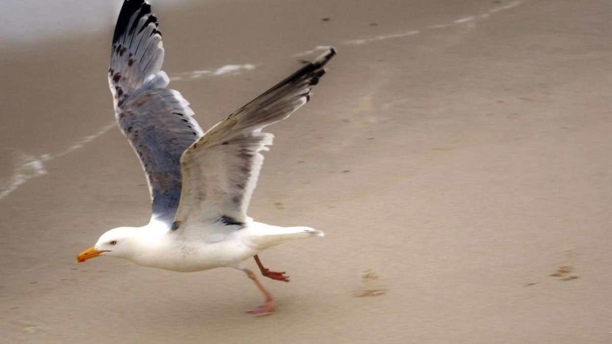 Mysterious illness affecting sea gulls in Southern California – NBC Los Angeles