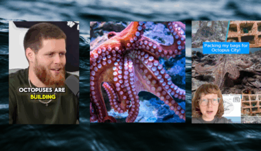 What is Octopolis and Octolantis? The Octopus cities from TikTok