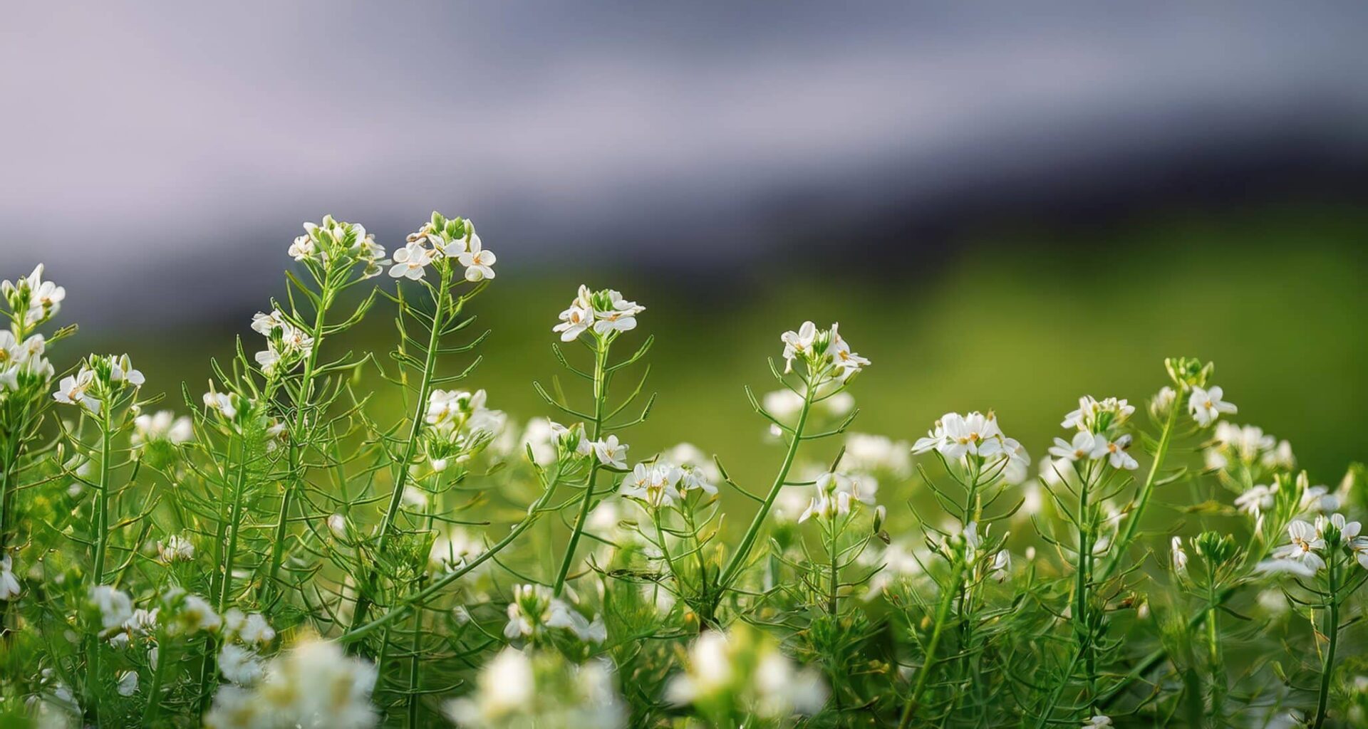 Scientists Debut a New Foundational Atlas of the Plant Life Cycle