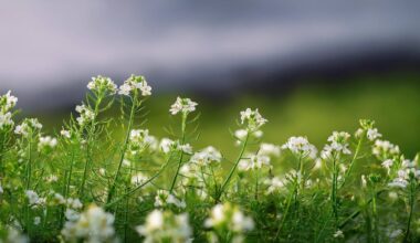 Scientists Debut a New Foundational Atlas of the Plant Life Cycle