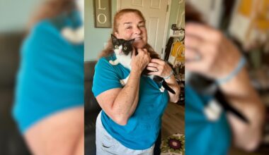 Kitten born with twisted legs finds her forever home – NBC 7 San Diego