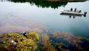 A severe marine heat wave nicknamed ‘the Blob’ has finally been explained