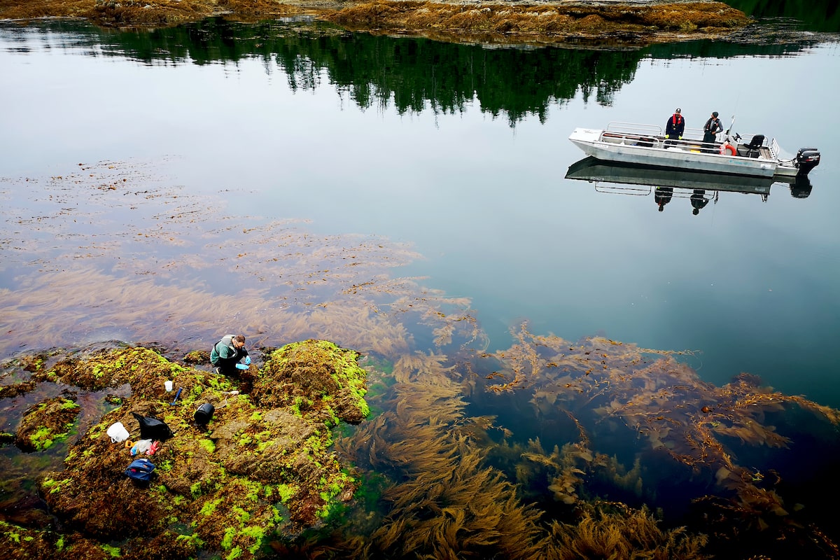 A severe marine heat wave nicknamed ‘the Blob’ has finally been explained