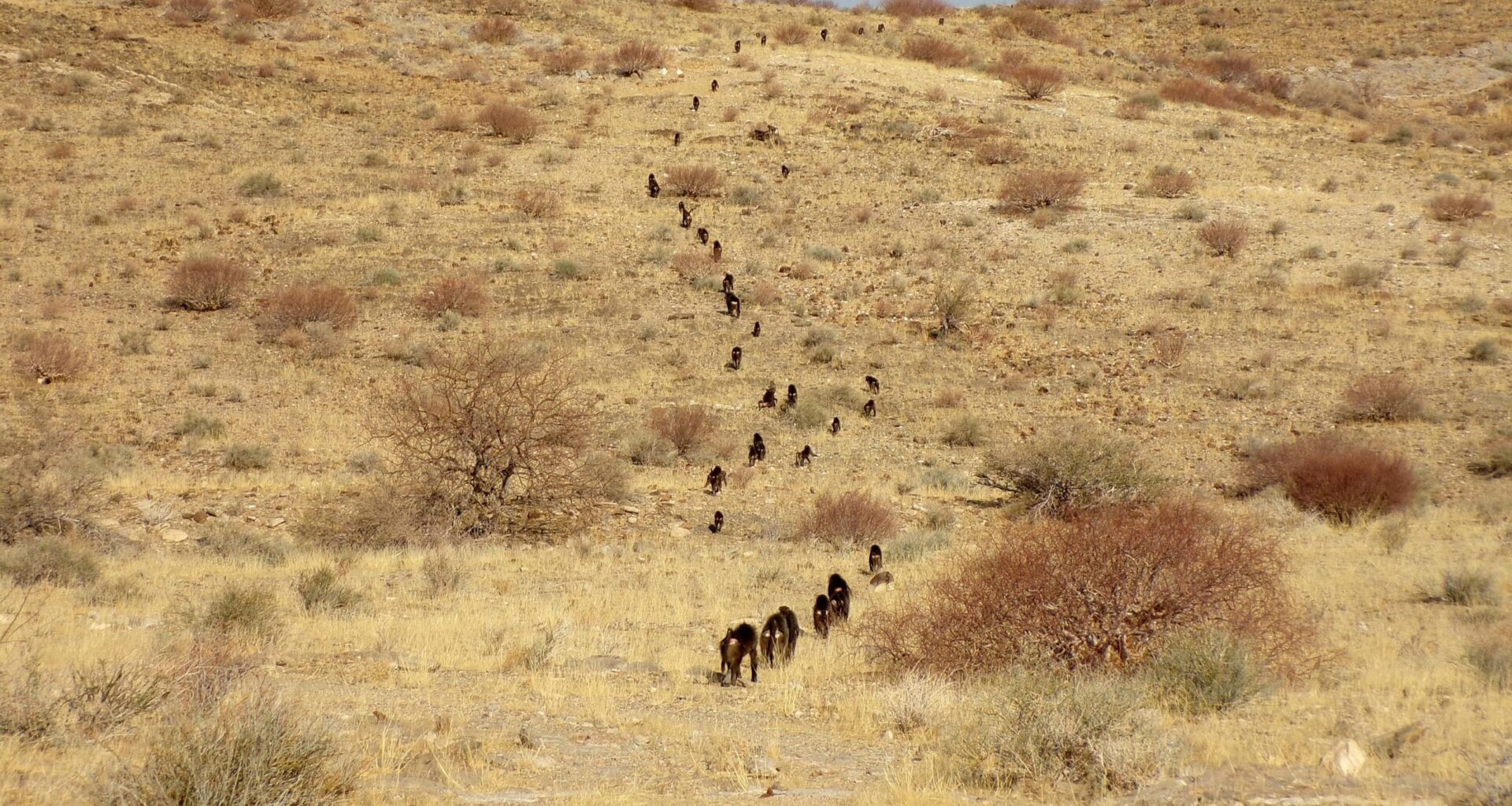 The Unexpected Reason Baboons March in Order