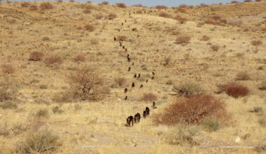 The Unexpected Reason Baboons March in Order