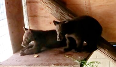 Black bear cubs being cared for at Ramona Wildlife Center – NBC 7 San Diego