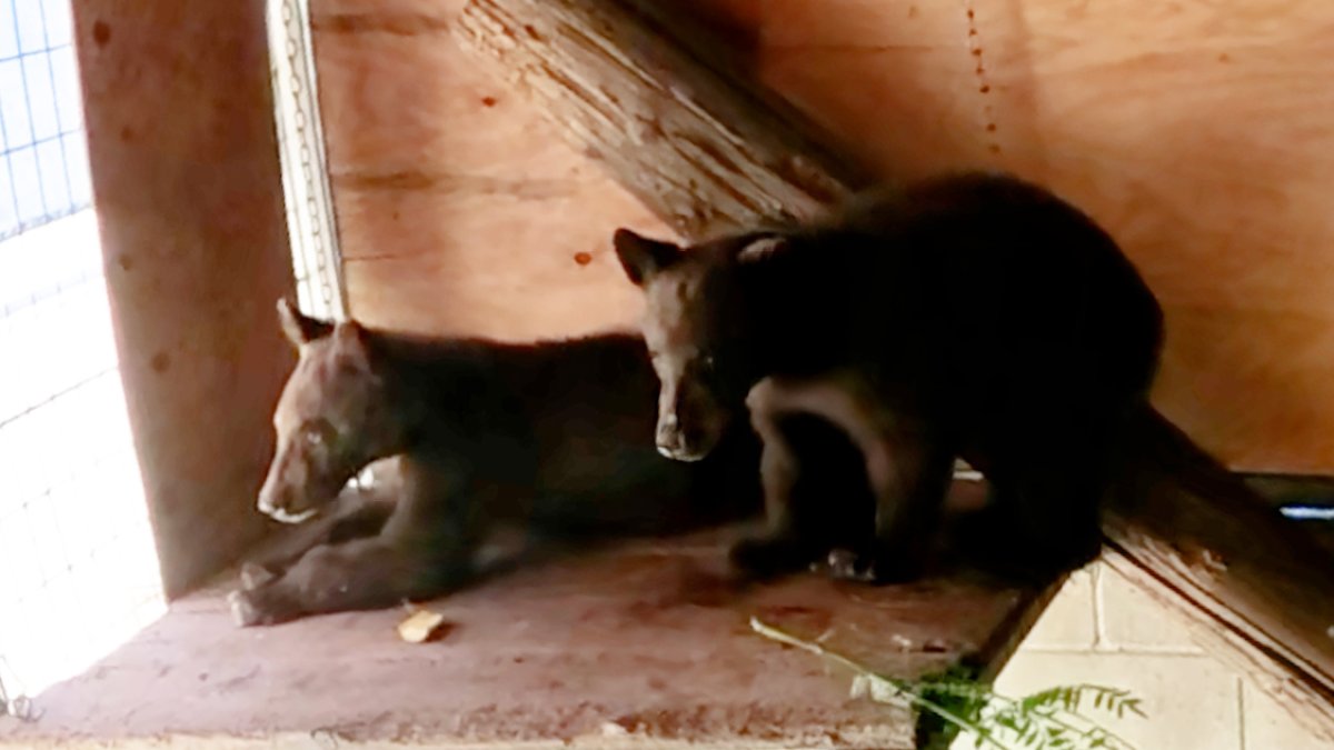 Black bear cubs being cared for at Ramona Wildlife Center – NBC 7 San Diego