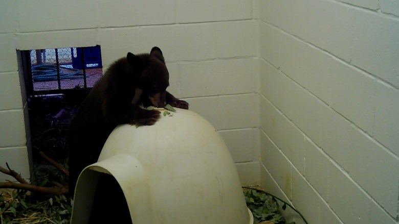 A bear cub exploring its new enclosure.