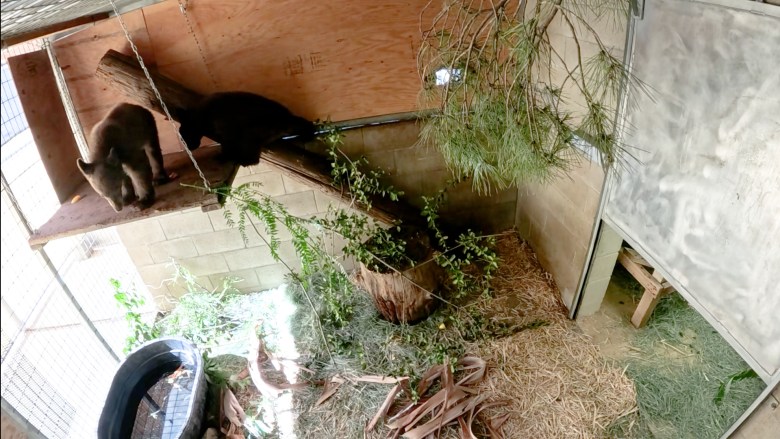 A bear cub exploring its new enclosure.