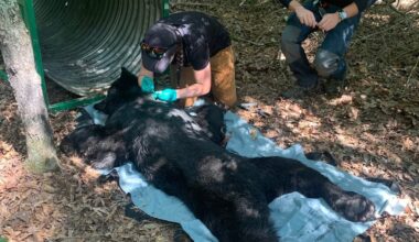 Black Bear In Nanjemoy Safely Trapped And Released