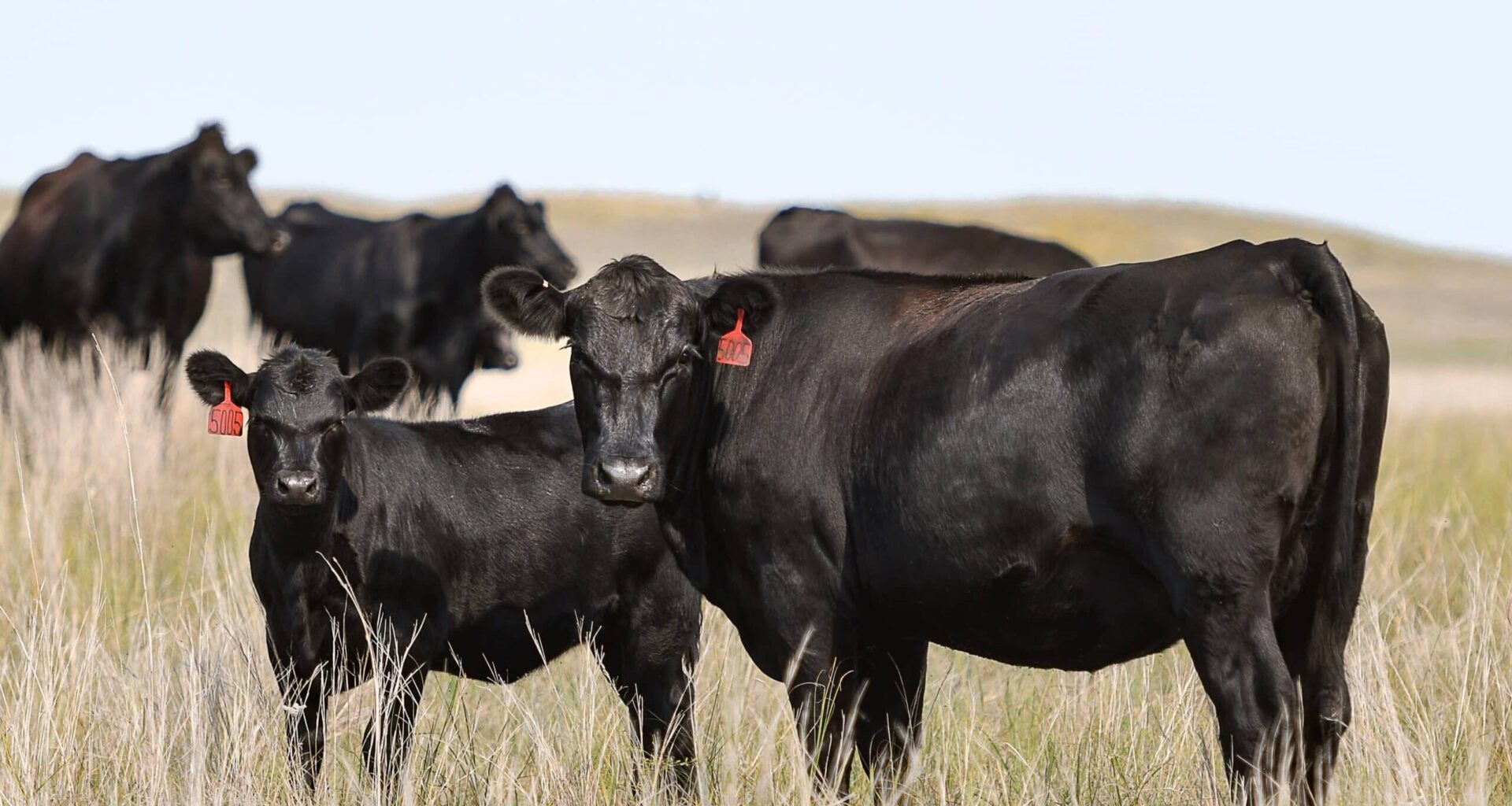 Cowherd Expansion is Not the Only Way to Capitalize on a Strong Calf Market – Northern Ag Network