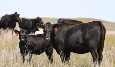 Cowherd Expansion is Not the Only Way to Capitalize on a Strong Calf Market – Northern Ag Network