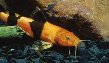 Swarms of Tiny Catfish Seen Climbing Waterfalls in Surprise Discovery : ScienceAlert