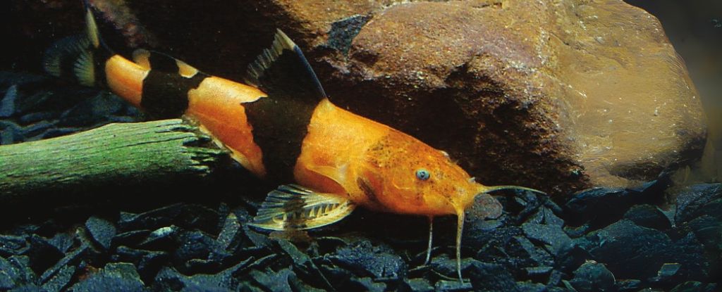 Swarms of Tiny Catfish Seen Climbing Waterfalls in Surprise Discovery : ScienceAlert
