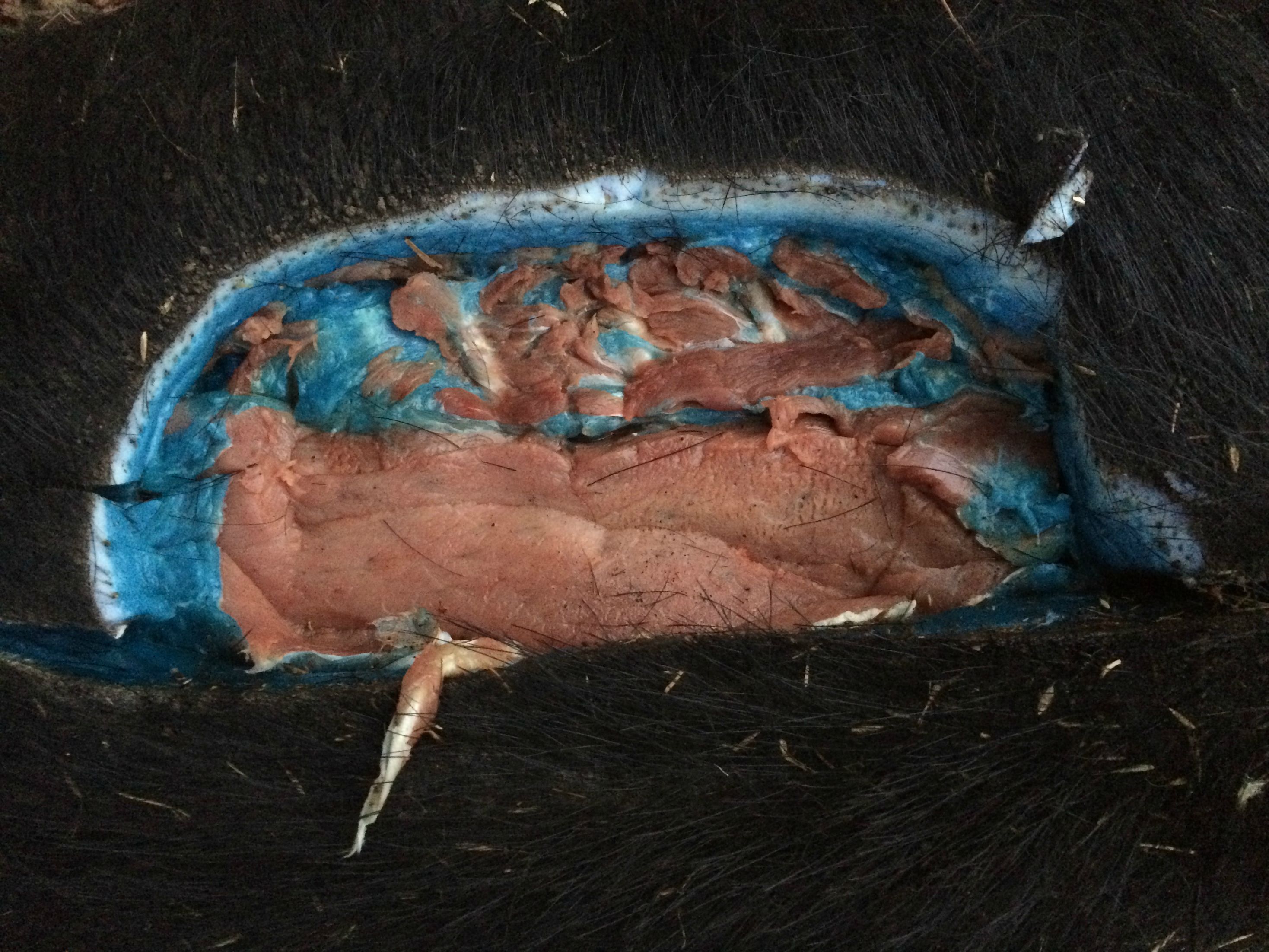 A 2018 study of anticoagulant rodenticide exposure in game animals across California found anticoagulant rodenticide residue in just over 8 percent of the wild pig tissue samples collected largely from animals that were frequenting agricultural or residential areas where rodenticides are commonly/more likely to be utilized