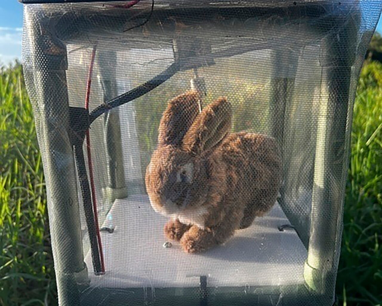 Robot bunnies deployed to control Burmese pythons in the Everglades