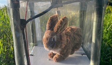 Robot bunnies deployed to control Burmese pythons in the Everglades