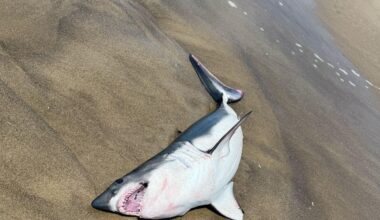 Baby shark washes up on Pacific City beach