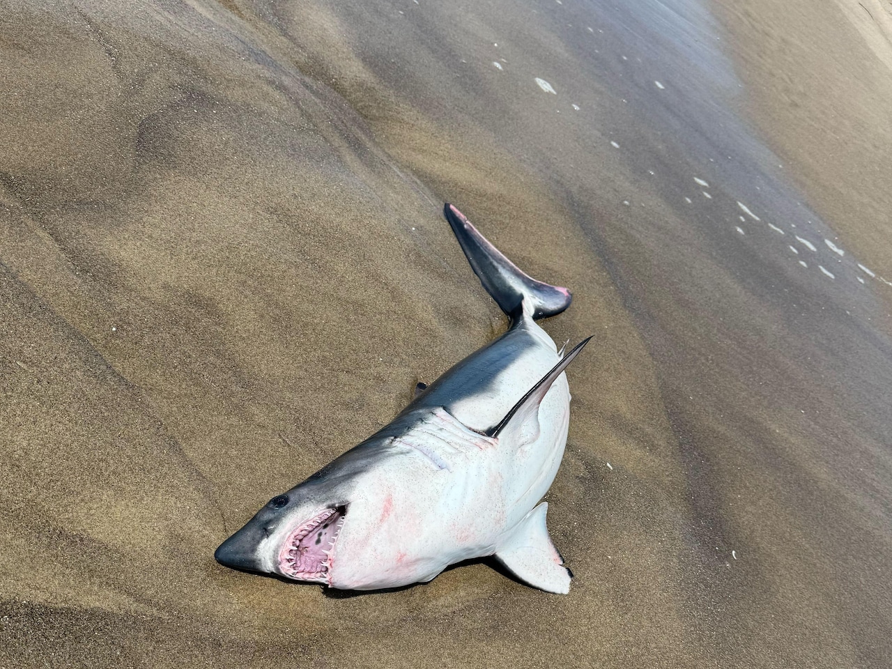 Baby shark washes up on Pacific City beach