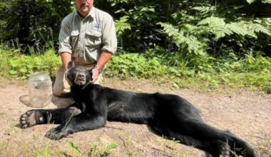 Wildlife officials track bear 50 miles to remove jar from its head