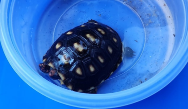 Happy ending! Phoenix area family receives pet tortoise, Ravioli