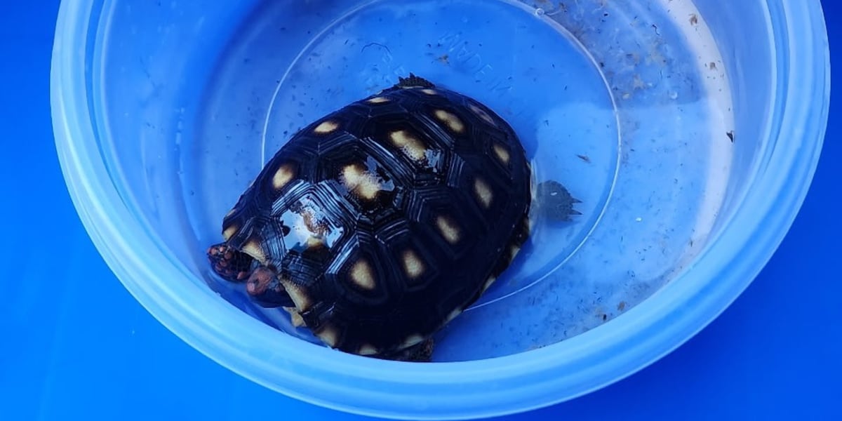 Happy ending! Phoenix area family receives pet tortoise, Ravioli