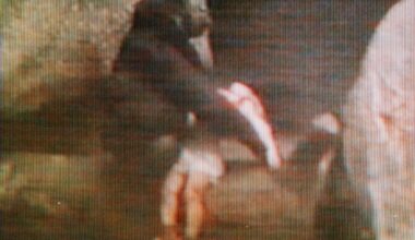 Brookfield Zoo gorilla cradles small child who fell into her Tropic World habitat