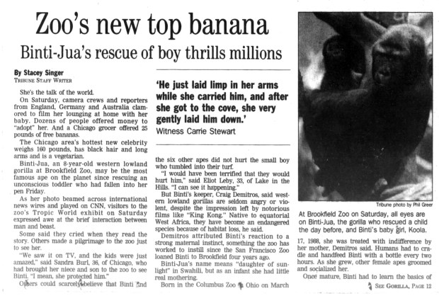 Binti-Jua, a western lowland gorilla, cradled a three-year-old boy who fell into her habitat on Aug. 16, 1996, at Tropic World in Brookfield Zoo. (Chicago Tribune)
