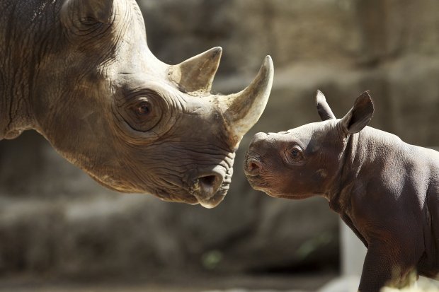King the baby rhino follows his mom, Kapuki, around their enclosure for the first time at Lincoln Park Zoo on Sept. 17, 2013 in Chicago. King was born on Aug. 26, 2013, and weighs just under 200 pounds. (Adam Wolffbrandt/Chicago Tribune)