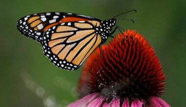 Monarch butterfly becomes state's official insect