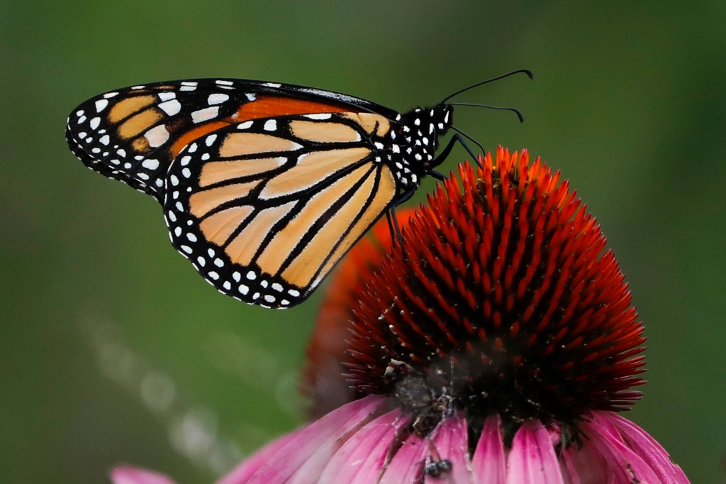 Monarch butterfly becomes state's official insect