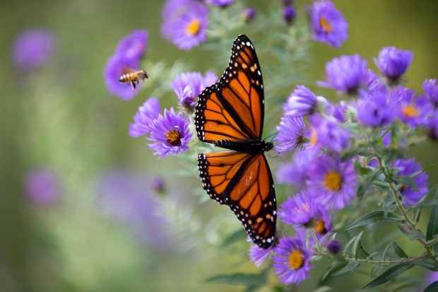 A monarch butterfly feeds on flowers at Gompers Park on Sept. 24, 2015, in Chicago (Erin Hooley/Chicago Tribune)