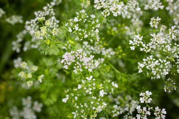 Fresh coriander on the farming plot of Fresher Together, owned...