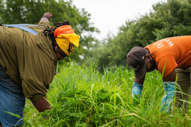 Fresh and Danie Roberson clear weeds from their crops at...