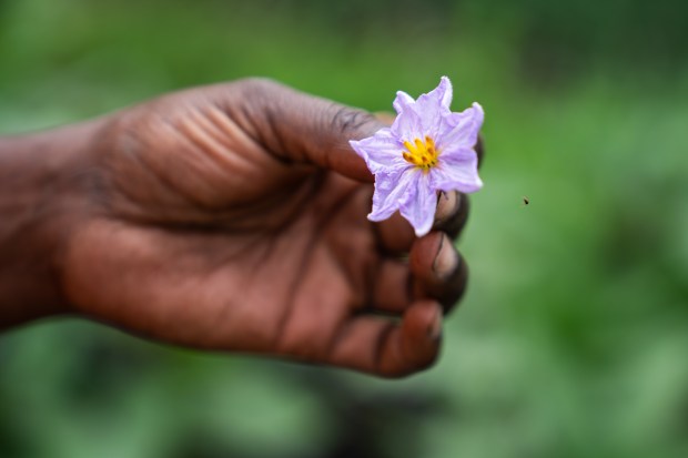 Danie Roberson holds an eggplant flower on their farming plot...