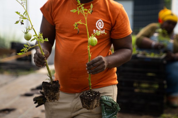 Danie Roberson plants tomatoes on their farming plot in Beaverville,...