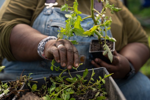 Fresh Roberson plants tomatoes with their partner, Danie Roberson at...