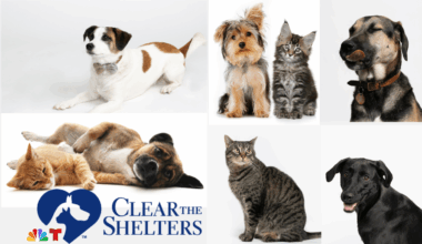 Clear the Shelters Pet Adoption & Donation Campaign Returns This August – NBC10 Philadelphia