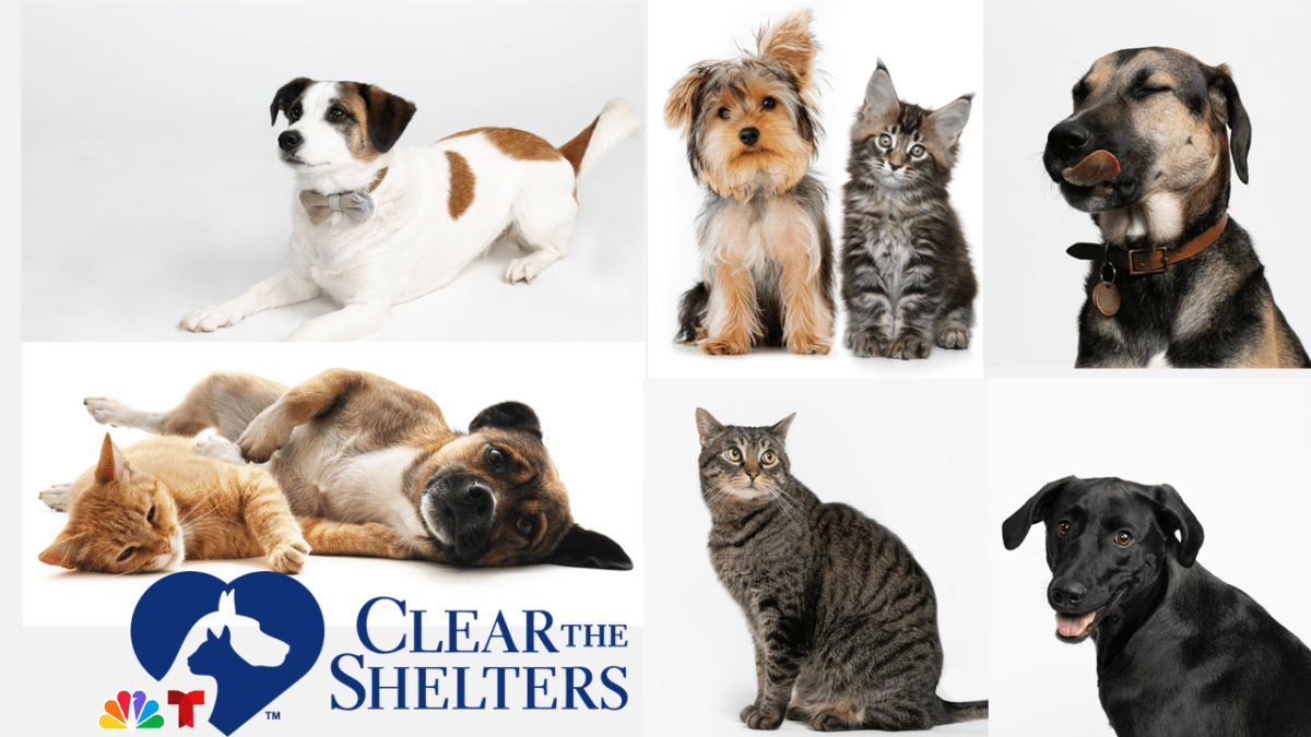 Clear the Shelters Pet Adoption & Donation Campaign Returns This August – NBC10 Philadelphia
