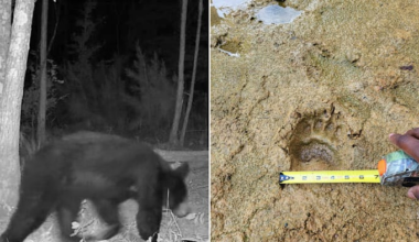 East Texas sees uptick in black bear sightings, prompting caution
