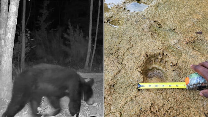 East Texas sees uptick in black bear sightings, prompting caution