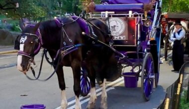 'Silent killer' felled Lady, NYC carriage horse that died on street: union