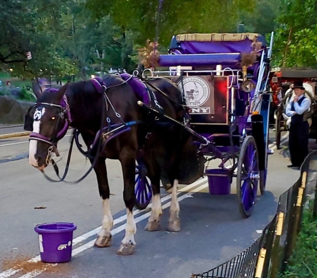 'Silent killer' felled Lady, NYC carriage horse that died on street: union