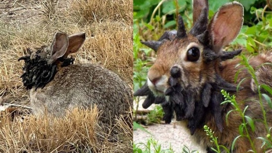 Colorado residents have spotted several rabbits with tentacle-like growth(X)