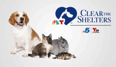 Here are the shelters participating in the 10th annual Clear the Shelters™ – NBC 5 Dallas-Fort Worth